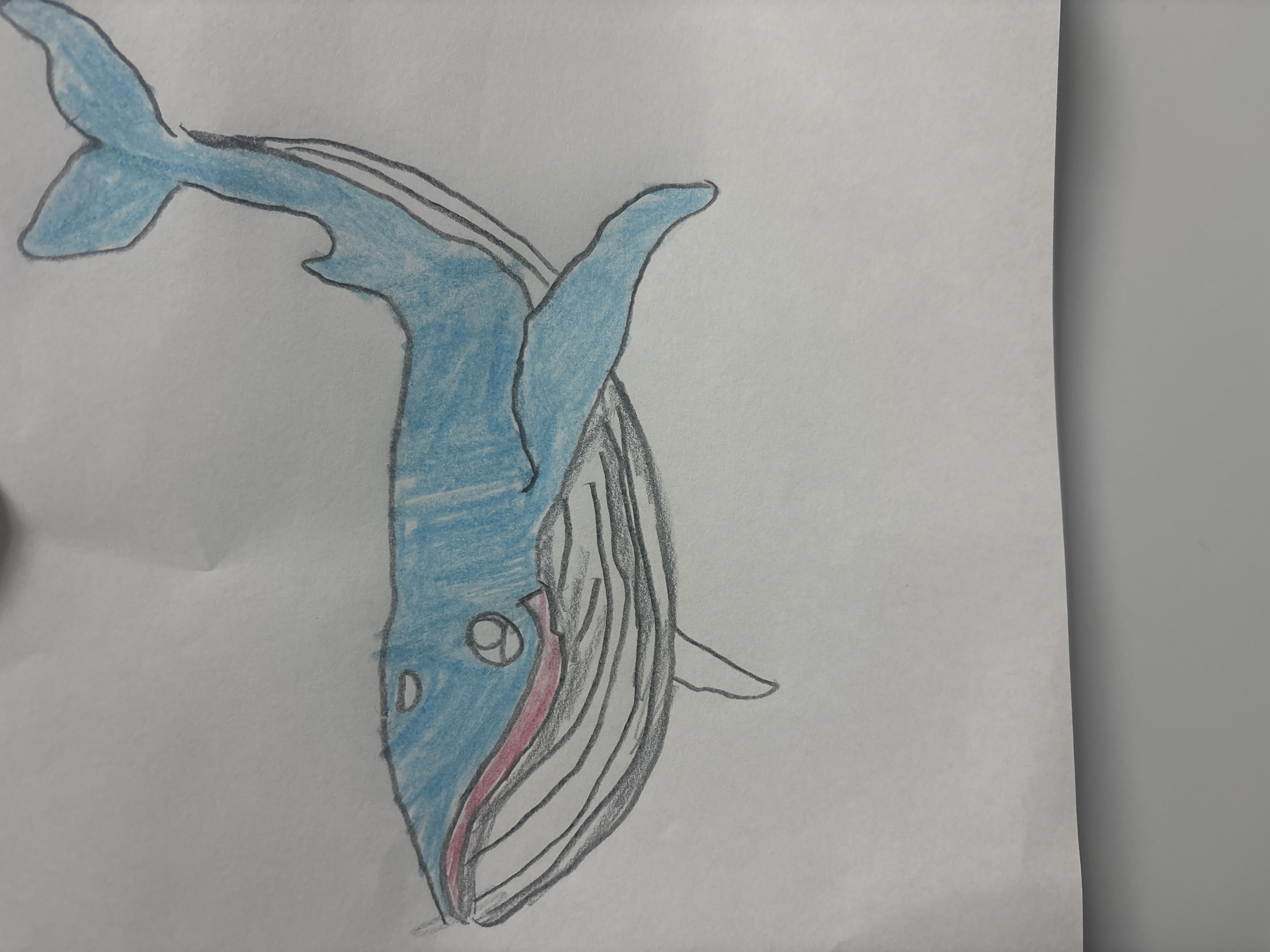 Ellie’s Whale