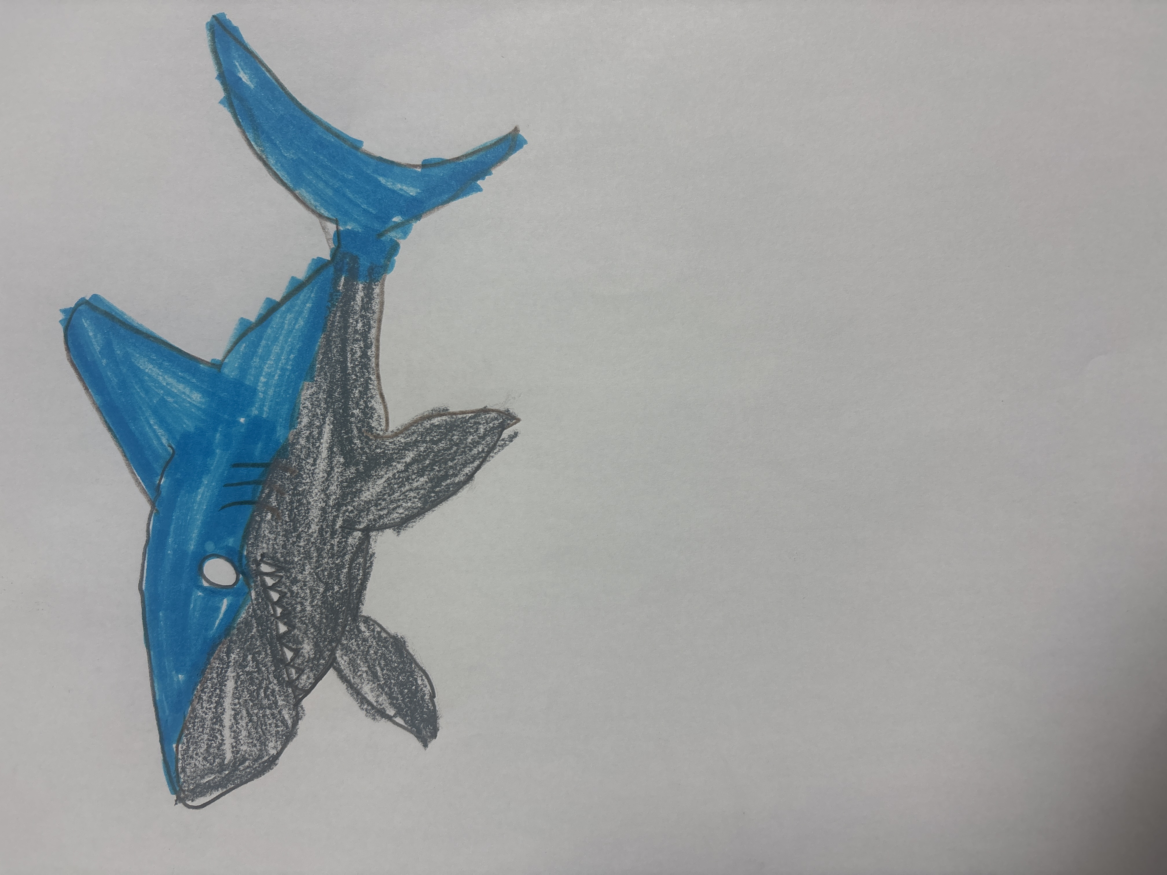 Tripps Shark